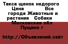 Такса щенок недорого › Цена ­ 15 000 - Все города Животные и растения » Собаки   . Московская обл.,Пущино г.